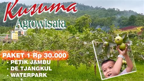 Wisata Petik Buah Di Malang KUSUMA AGROWISATA BATU TERBARU YouTube