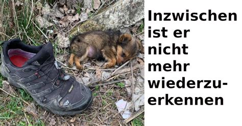 Goran Marinkovic Rettet Streunenden Welpen Aus Einem Schuh