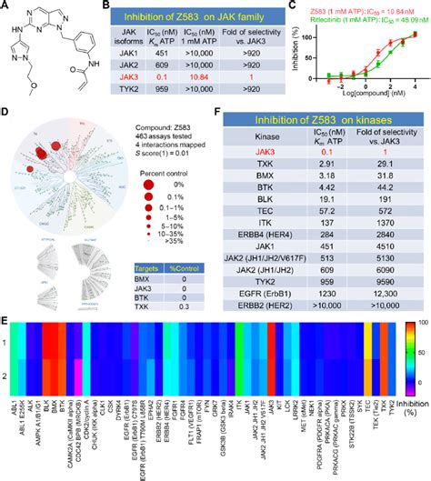 The Biological Characteristics Of Selective JAK3 Inhibitor Z583 A