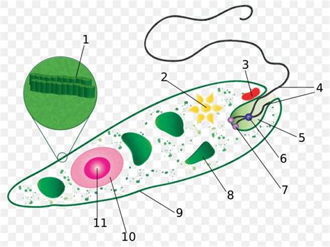 Protista Diagram