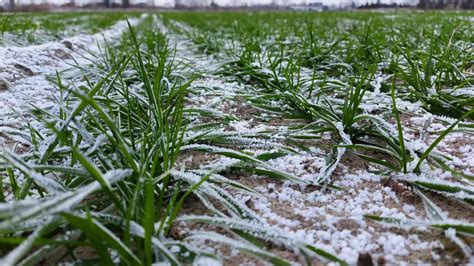 Ile azotu na pszenicę trzeba wysiać w pierwszej dawce wiosną