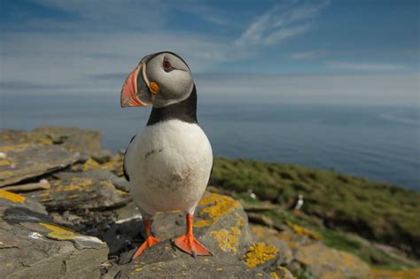 Shetland Seabird Photo Tour Shetland Photo Tours