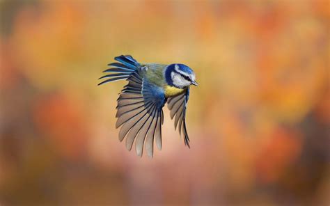 Flying Birds Wallpapers - Wallpaper Cave