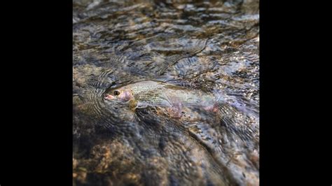 Pesca A Mosca Secca In Engadina Sul Lago Di Champfér E A Celerina