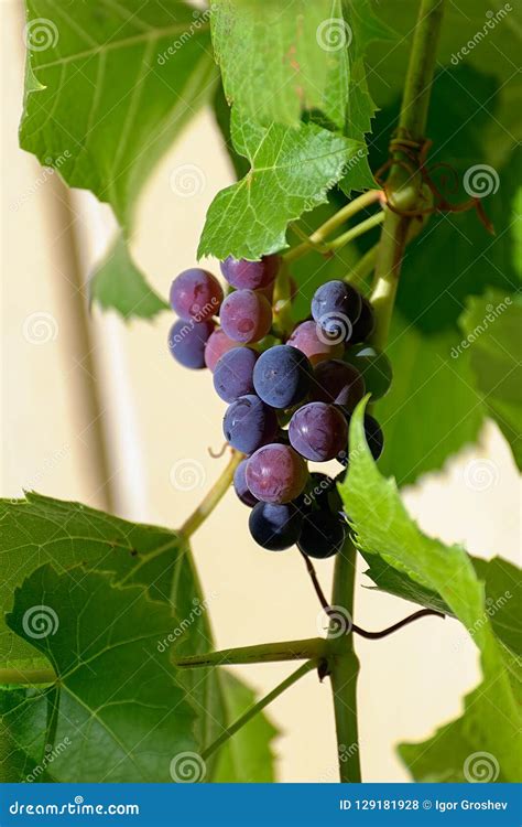 Uvas Azuis De Amadurecimento Que Penduram Na Videira Foto De Stock