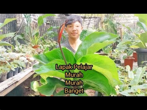 Update Tanaman Hias Murah Meriah Seorang Pelajar Anggi Flora Youtube