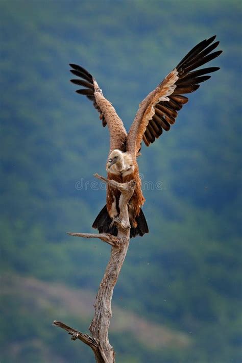 Vulture with Open Wings. Griffon Vulture, Gyps Fulvus, Big Birds of ...