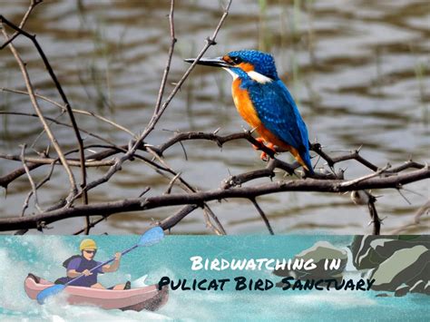 #60DaysOfSummer - Birdwatching in Pulicat Bird Sanctuary - Savaari Car ...