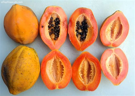 grow papaya  seed step  step faq