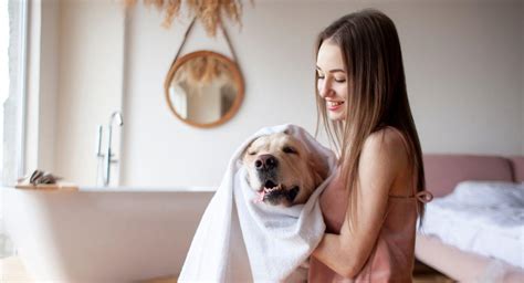 Antipulgas así puedes hacer un baño seco para tus mascotas casero