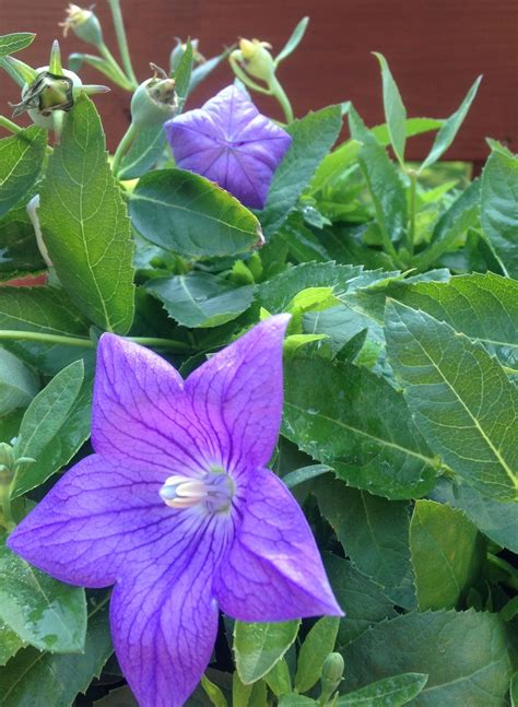 balloon flower care 7