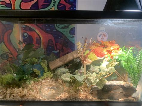 Rate my terrarium. : r/Cornsnake_Pics