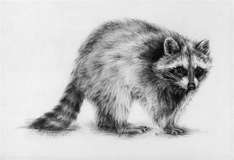 Raccoon Drawing Raccoon Art Animal Drawings