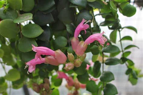 Rare Pink Lipstick Plant Aeschynanthus Radicans Thai Pink Etsy