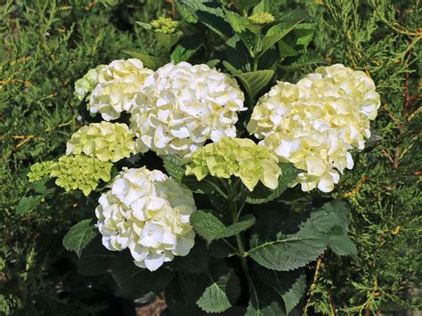 Ballhortensie Caipirinha Hydrangea Macrophylla Caipirinha