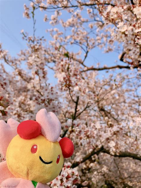 シロイス On Twitter ポケモンfitのチェリムと一緒にお花見してきた🌸 Jcezznyrc0