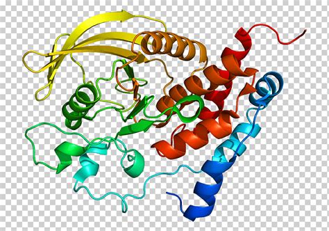 Proteína tirosina fosfatasa del receptor del gen texto estructura