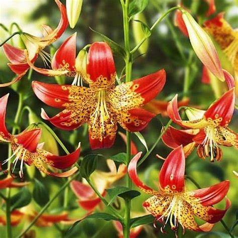 Liilia'Fusion'Lilium hybr. - Rannamäe Puukool