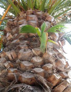 PALMERA CANARIA O FENIX CARACTERÍSTICAS CUIDADOS Y MÁS