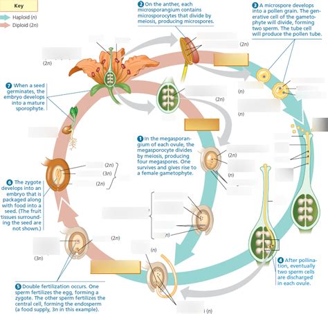 Life Cycle Of An Angiosperm