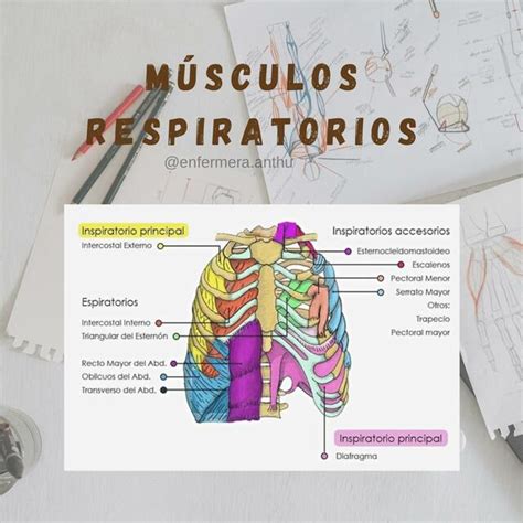 Músculos Respiratorios Anthu Nurse uDocz