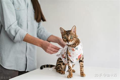 猫咪最佳绝育时间是多大太早绝育会影响身体发育吗 知乎