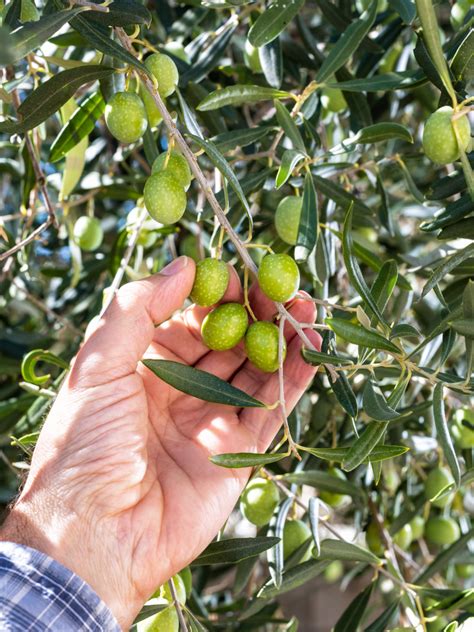 Genius Olives Premium Oliven L Aus Istrien Suwine Suwi Zlatic