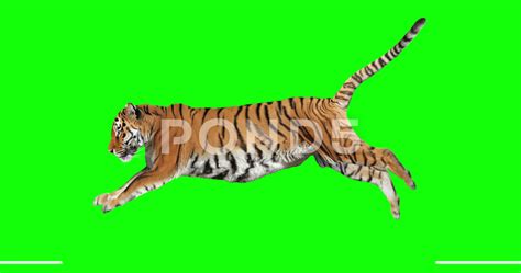 Tiger Runs Jumping Animal Isolated For Your Background Green Screen