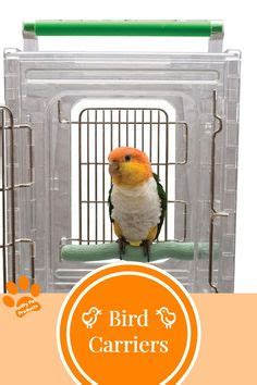 Pet Bird Cage Ideas Pet Bird Cage Pet Bird Bird