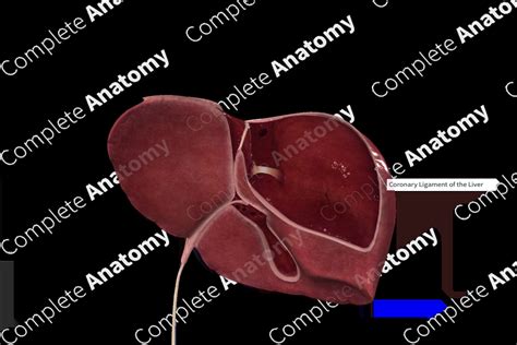 Coronary Ligament | Complete Anatomy