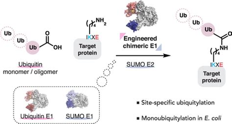 Site Specific Protein Ubiquitylation Using An Engineered Chimeric E1