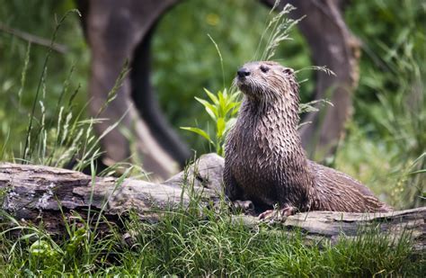 Gratis Afbeeldingen : wildlife, zoogdier, fauna, bakkebaarden, gewerveld, Mustelidae 7360x4912