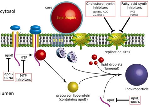 Inhibition of HCV RNA replication and virion assembly by blocking lipid ...