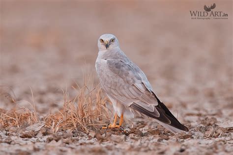 Pallid Harrier | Harriers | Birds of Prey (Accipitridae) | Gallery | WildArt | Birds of Indian ...