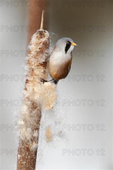 Bearded Reedling Photo12 ImageBROKER Alimdi Arterra