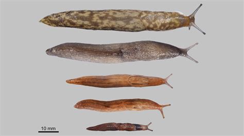 Five newly introduced slug species in Hungary | HUN-REN Hungarian ...