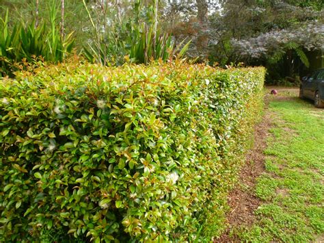 lilly-pilly-hedge | Gardening With Angus