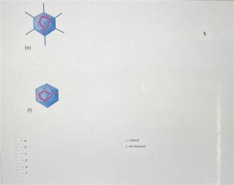 A Naked Virus Does Not Have An Outer Membrane Called Chegg