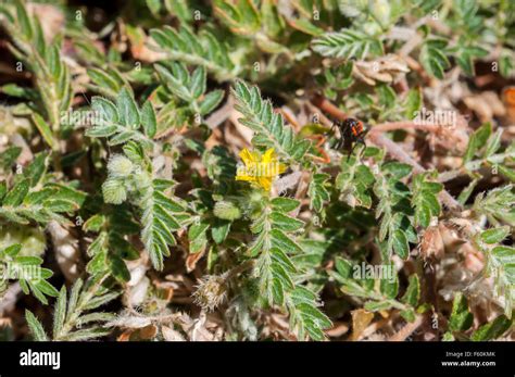 Flowers Of Tribulus Terrestris Stock Photo Alamy