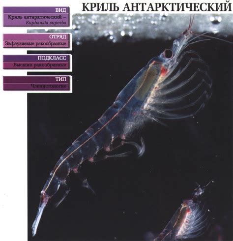 Криль антарктический. Сайт о животных. PiLife