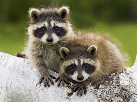 Baby Raccoons wallpaper | 1600x1200 | #11530