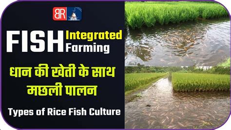 Dhaan Kheti Ke Sath Paddy Fish Farming Integrated Rice