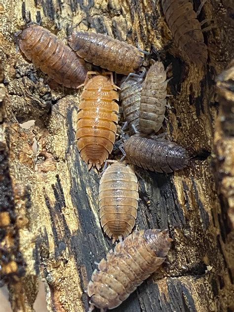 Porcellio scaber "Lemonade" morph – The Great Invertebrate