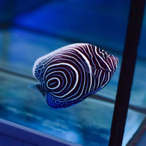 Marine Fish | Aqua Group