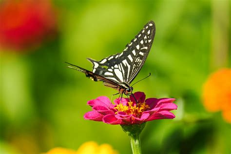 asian swallowtail butterfly drinking nectar   flower  stock