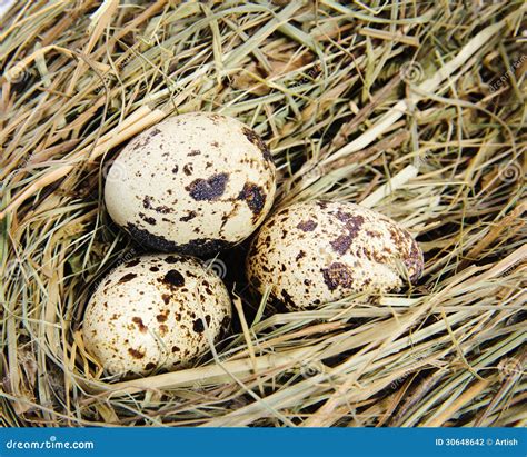 Quail Eggs In A Nest Of Hay Stock Photo Image Of Food Birds 30648642