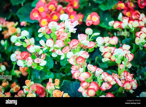 Begoniahiemalis Hi Res Stock Photography And Images Alamy