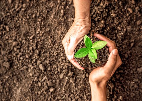 Piantare Alberi Navigando Su Internet Oggi Si Pu Con Ecosia Primus