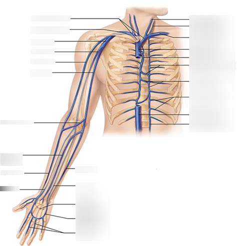 Veins Arm Diagram Quizlet