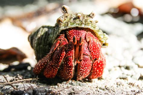 Strawberry Hermit Crab Decapoda Crabs Of The British Indian Ocean